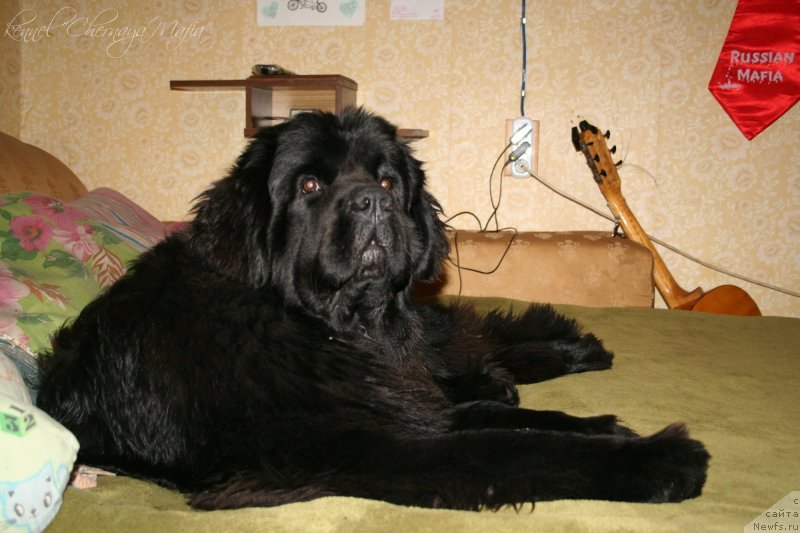 Фото: ньюфаундленд Chernaya Mafia Must Have (Черная Мафия Муст Хаве)