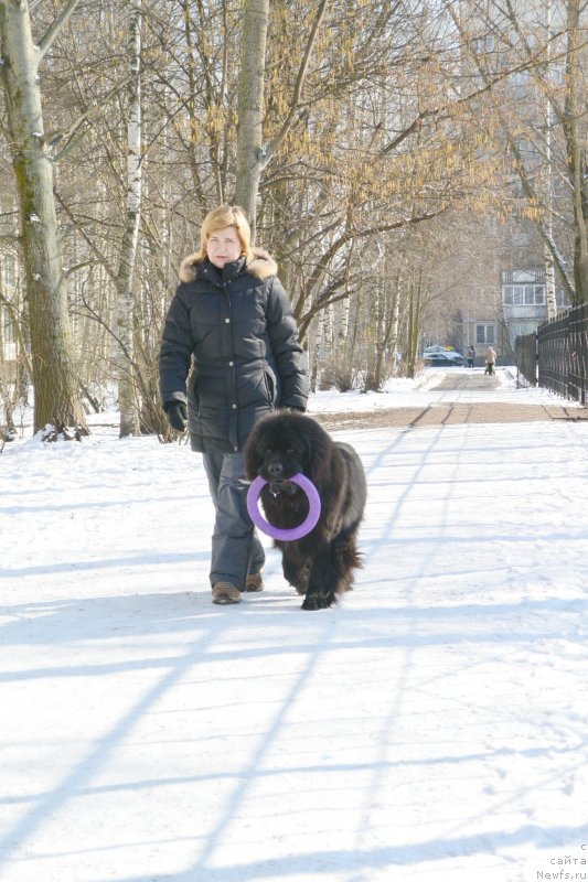 Фото: ньюфаундленд Beguschaya po Volnam Esperanto Etulo CHui (Бегущая по Волнам Есперанто Етуло Чуи), Margarita Zavackova (Маргарита Завацкова)