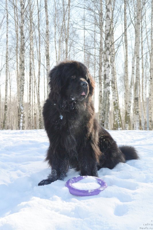 Фото: ньюфаундленд Beguschaya po Volnam Esperanto Etulo CHui (Бегущая по Волнам Есперанто Етуло Чуи)