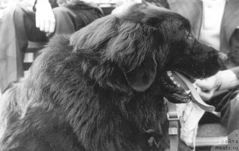 Фото: ньюфаундленд Miraj (Мираж)