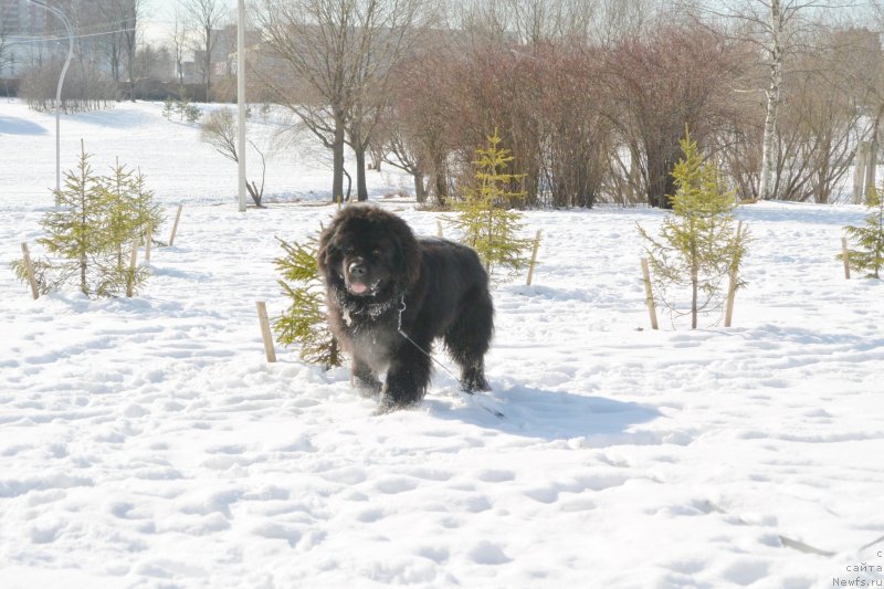 Фото: ньюфаундленд Beguschaya po Volnam Esperanto Etulo CHui (Бегущая по Волнам Есперанто Етуло Чуи)