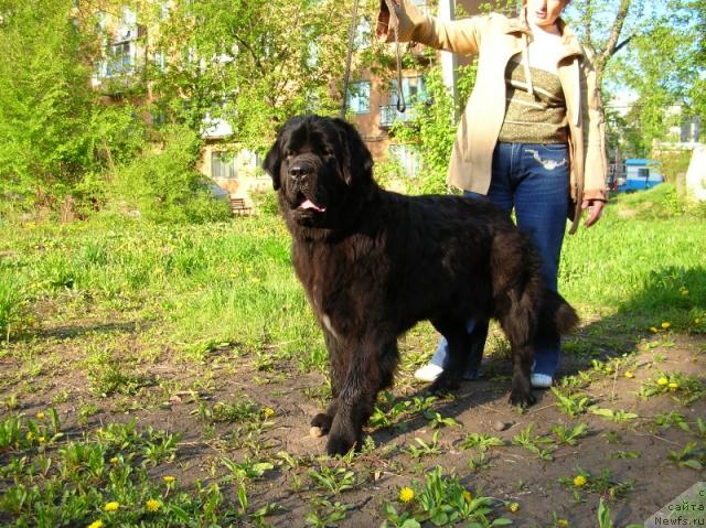 Фото: ньюфаундленд Arh B'yuti Odri Vol'naya Ptica (Арх Бьюти Одри Вольная Птица)