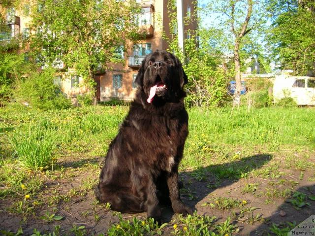 Фото: ньюфаундленд Arh B'yuti Odri Vol'naya Ptica (Арх Бьюти Одри Вольная Птица)