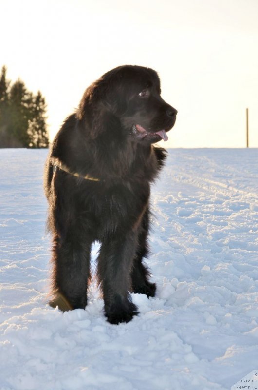 Фото: ньюфаундленд Piternyuf Ideas For Life (Питерньюф Идеас Фор Лифе)