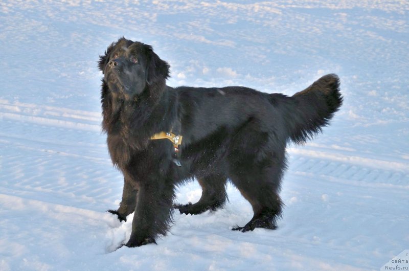 Фото: ньюфаундленд Piternyuf Ideas For Life (Питерньюф Идеас Фор Лифе)