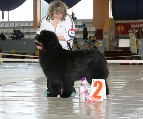 Фото: ньюфаундленд S'Nezhnaya Vjuga Armando Parusso (С'Нежная Вьюга Армандо Паруссо)