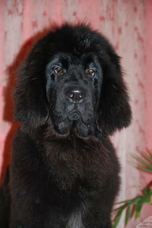 Фотография № 149644