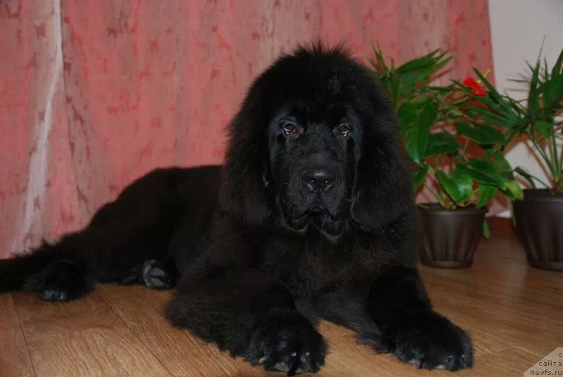 Фотография № 149645