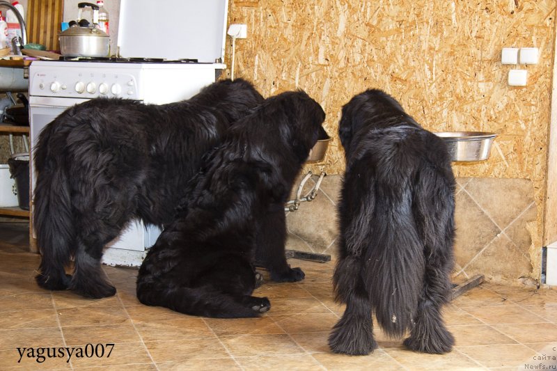 Фотография № 149652