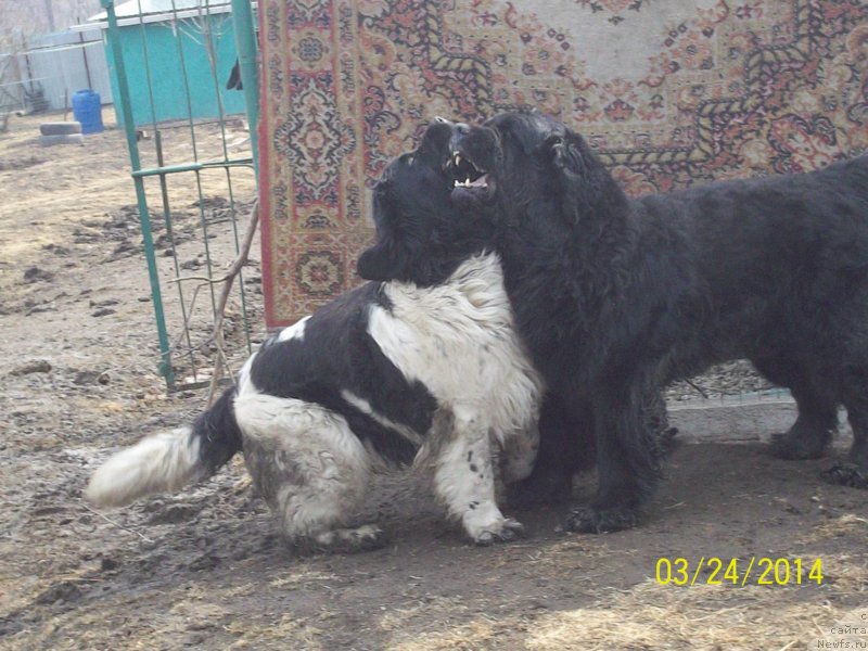 Фото: ньюфаундленд Vito Kacho Ferl (Вито Качо Ферл), ньюфаундленд Super Premium Litoniel Vallaninor (Супер Премиум Литониэль Валланинор)