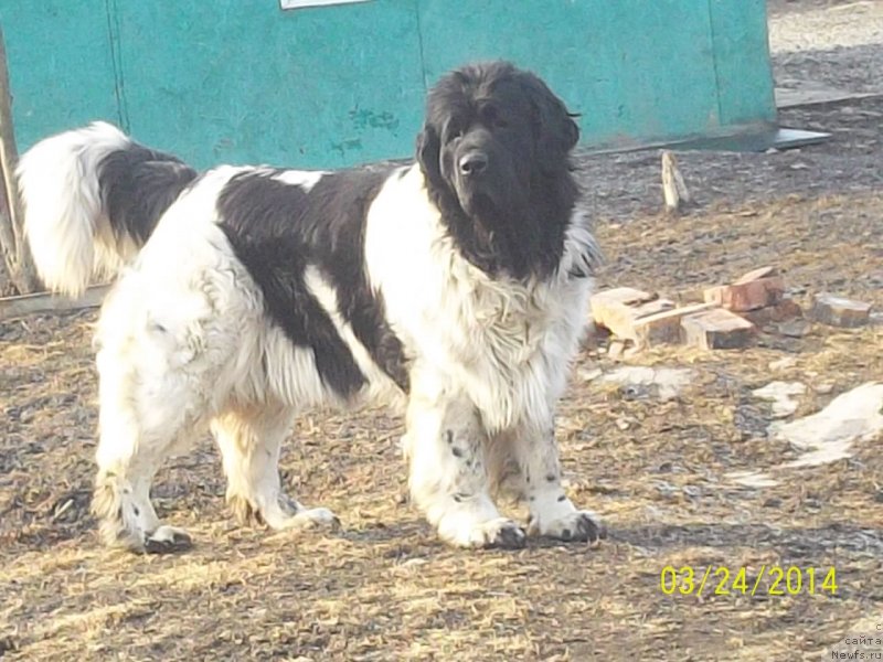 Фото: ньюфаундленд Super Premium Litoniel Vallaninor (Супер Премиум Литониэль Валланинор)