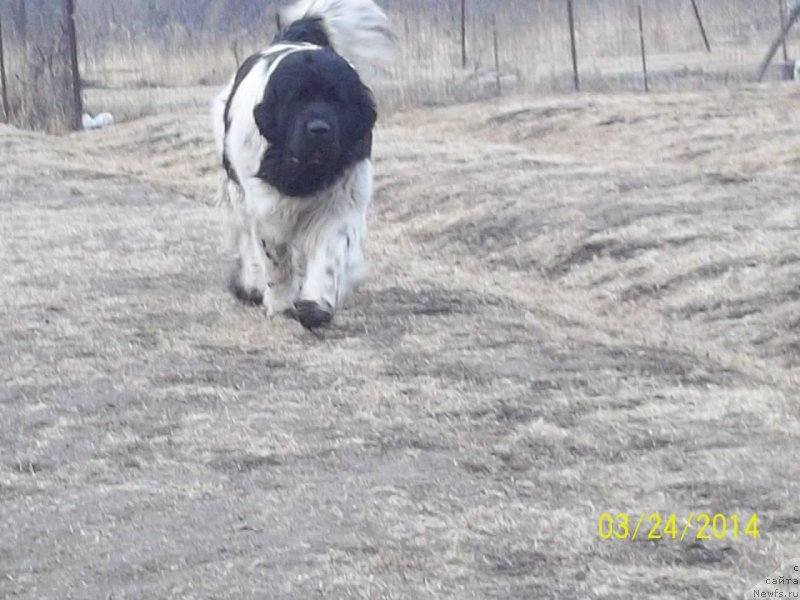 Фото: ньюфаундленд Super Premium Litoniel Vallaninor (Супер Премиум Литониэль Валланинор)