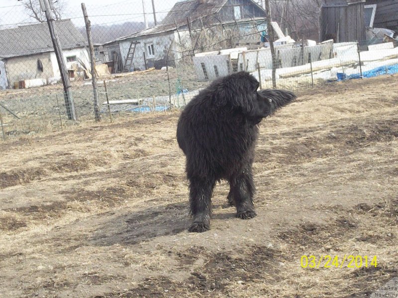 Фото: ньюфаундленд Super Premium Nao Del Trato (Супер Премиум Нао Дел Трато)