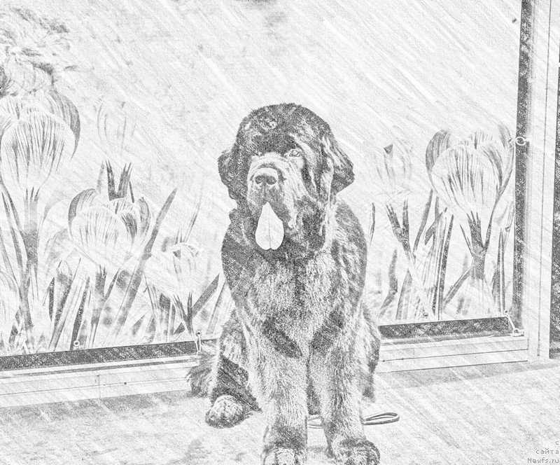 Фото: ньюфаундленд As True for Beguschaya po Volnam Dinastiya Soverchenstva (Аз Труэ Бегущая по Волнам Династия Совершенства)