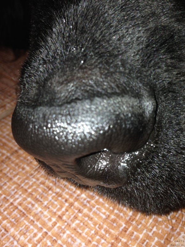 Фото: ньюфаундленд CHernyiy Balu Djons (Черный Балу Джонс)