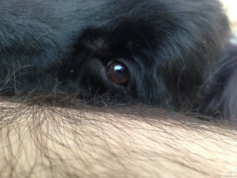 Фото: ньюфаундленд CHernyiy Balu Djons (Черный Балу Джонс)