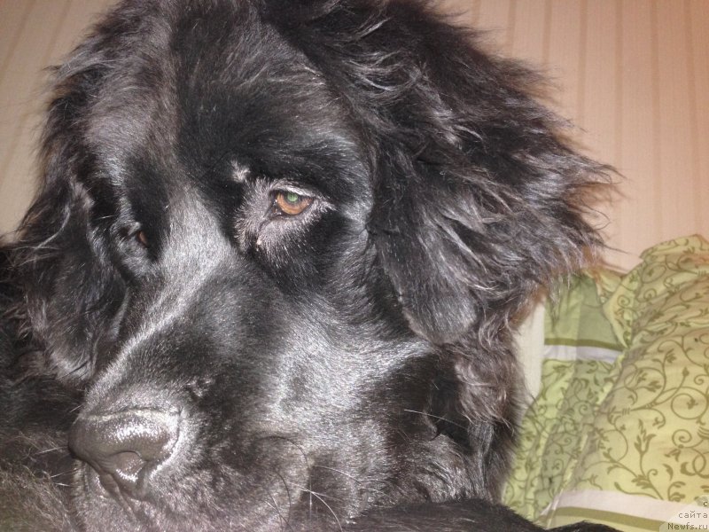 Фото: ньюфаундленд CHernyiy Balu Djons (Черный Балу Джонс)