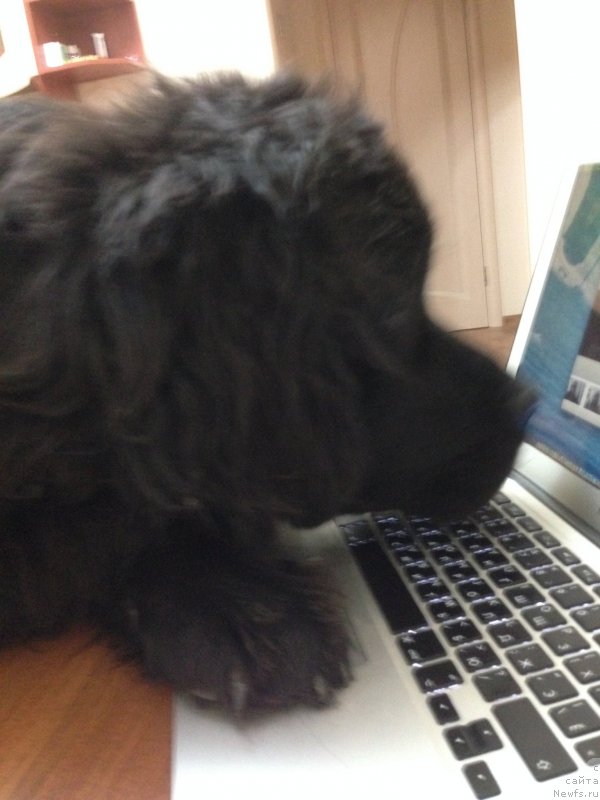 Фото: ньюфаундленд CHernyiy Balu Djons (Черный Балу Джонс)