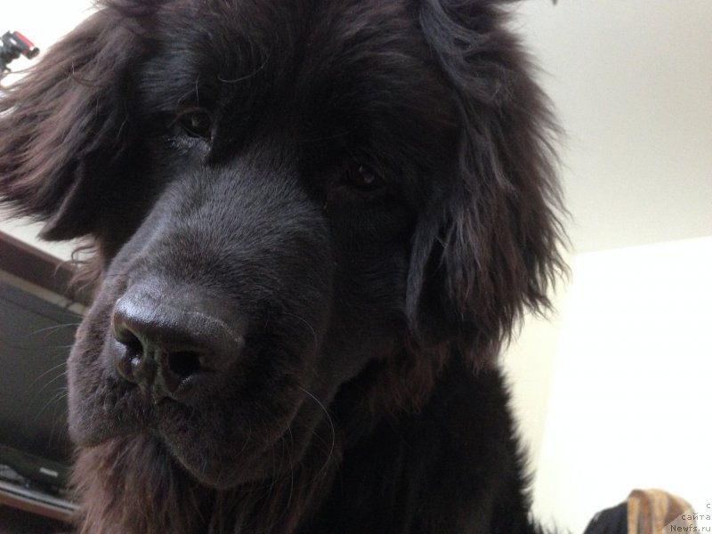 Фото: ньюфаундленд CHernyiy Balu Djons (Черный Балу Джонс)