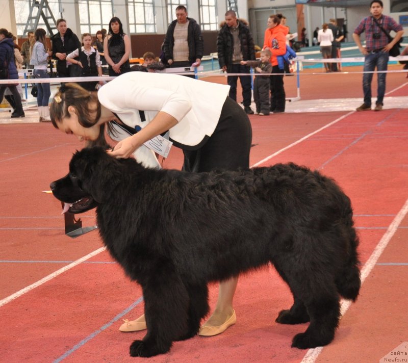 Фото: ньюфаундленд Exclusive Connection Dark Angel Vitalrose (Эксклюзив Коннэкшен Дарк Энджел Витал Роуз)