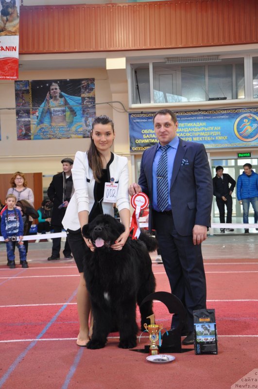 Фото: ньюфаундленд Exclusive Connection Dark Angel Vitalrose (Эксклюзив Коннэкшен Дарк Энджел Витал Роуз)