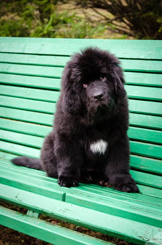 Фото: ньюфаундленд Mercedes Vialiki Miadzvedz (Мерседес Вялiкi Мядзведзь)