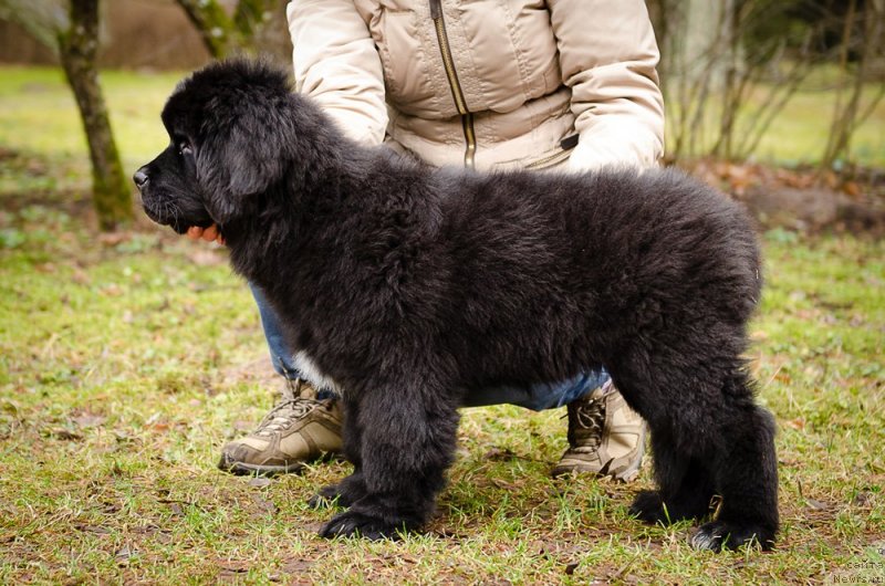 Фото: ньюфаундленд Mercedes Vialiki Miadzvedz (Мерседес Вялiкi Мядзведзь)