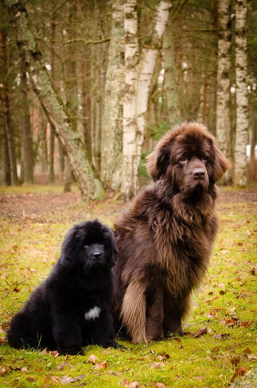 Фото: ньюфаундленд Mercedes Vialiki Miadzvedz (Мерседес Вялiкi Мядзведзь), ньюфаундленд Newettas Vanessa