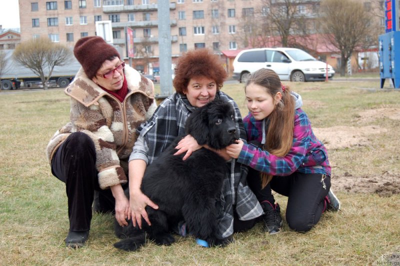 Фото: ньюфаундленд Mercedes Vialiki Miadzvedz (Мерседес Вялiкi Мядзведзь)