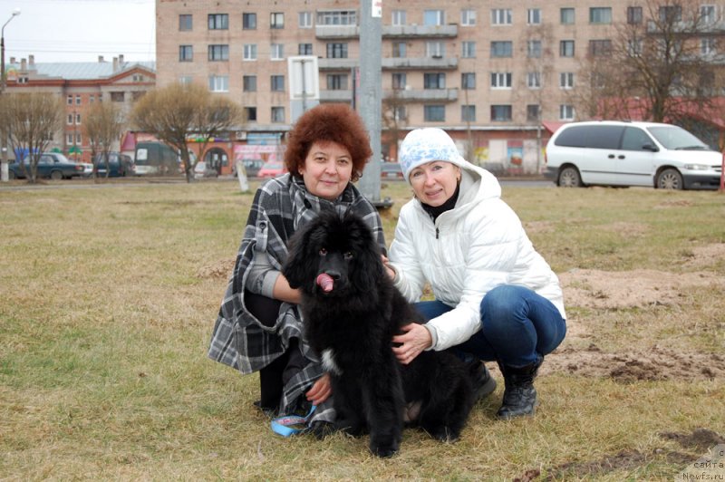 Фото: ньюфаундленд Mercedes Vialiki Miadzvedz (Мерседес Вялiкi Мядзведзь)