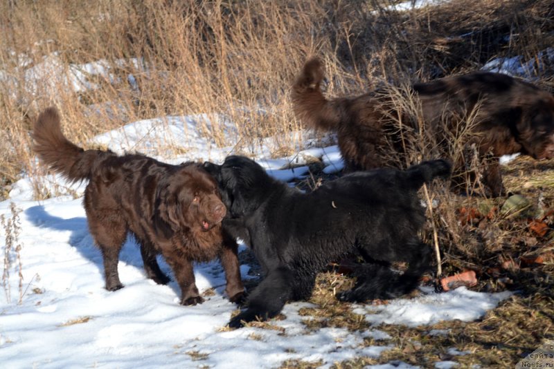 Фото: ньюфаундленд Velikiy Medved' Kameliya (Великий Медведь Камелия), ньюфаундленд Mercedes Vialiki Miadzvedz (Мерседес Вялiкi Мядзведзь)