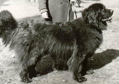 Фото: ньюфаундленд Ceggi YErldozor (Цегги Эрлдозор)