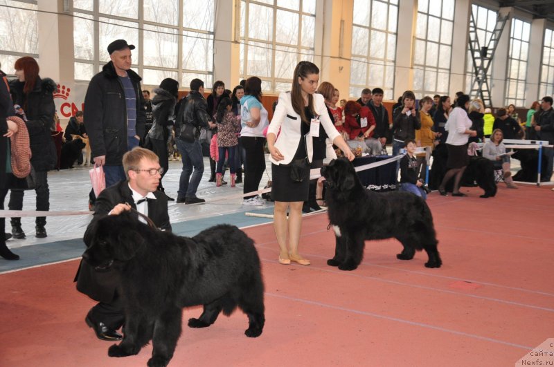 Фото: ньюфаундленд Kara Ayular Winter Caramel, ньюфаундленд Super Premium Mal'ta (Супер Премиум Мальта)