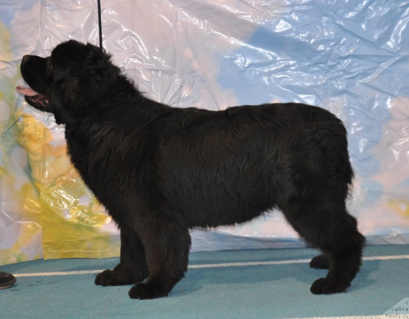 Фото: ньюфаундленд Han Tengri Birs Vaykiki (Хан Тенгри Бирс Вайкики)