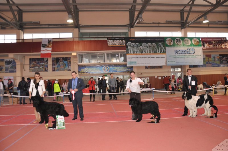 Фото: ньюфаундленд Super Premium Mal'ta (Супер Премиум Мальта), ньюфаундленд Han Tengri Birs Vaykiki (Хан Тенгри Бирс Вайкики), ньюфаундленд Nica Dlja Kara Ayular iz Tihogo Omuta (Ница для Кара Аюлар из Тихого Омута)