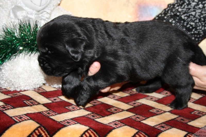 Фото: ньюфаундленд Blek Genius Brilliant (Блек Гениус Бриллиант)