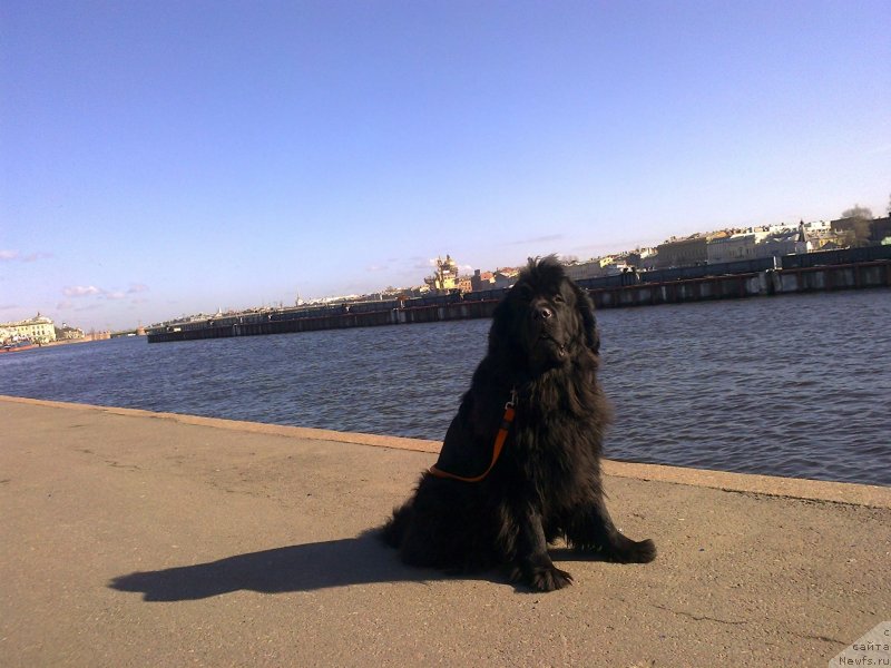 Фото: ньюфаундленд Tsinnamon Bel' Fra Sharmel iz Arkaima (Циннамон БельФра Шармэль из Аркаима)