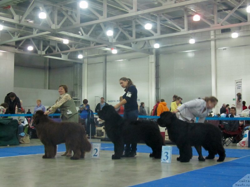 Фото: ньюфаундленд Aquatoriya Kelvin Rise After Me (Акватория Келвин Райз Афтэ Ми), ньюфаундленд Rain Coast How can I Fall, ньюфаундленд Inflame My Heart Midnight Bear