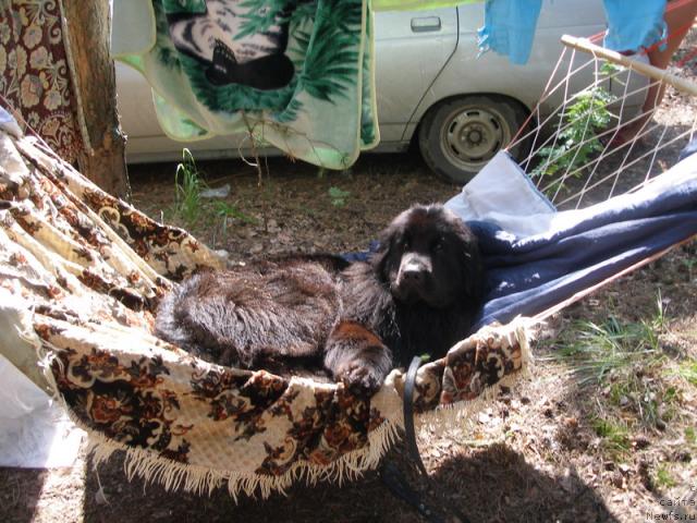 Фото: ньюфаундленд Lesnaya Skazka Roza CHernaya (Лесная Сказка Роза Черная)