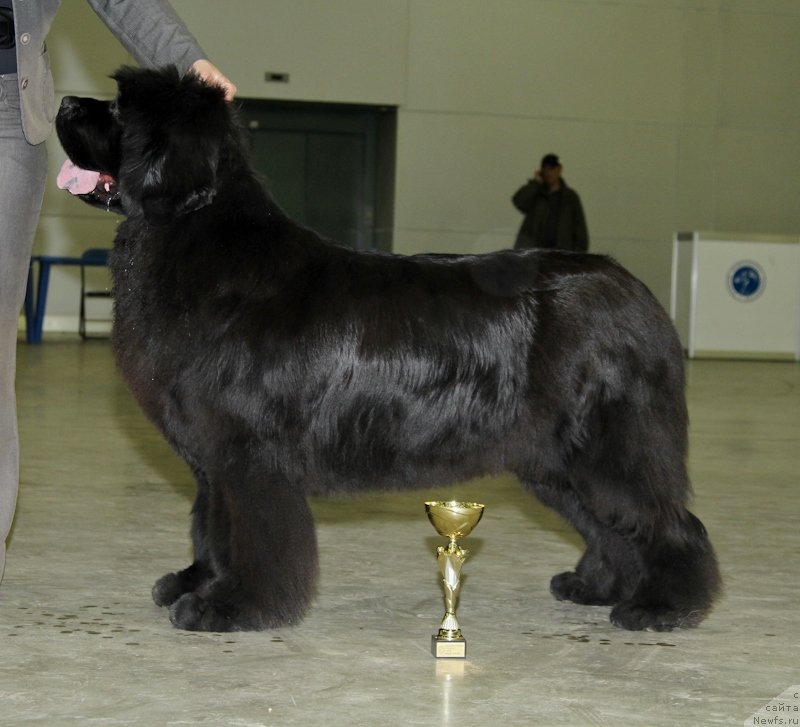 Фото: ньюфаундленд S'Nezhnaya Vjuga Amorone Sartori (С'Нежная Вьюга Амороне Сартори)