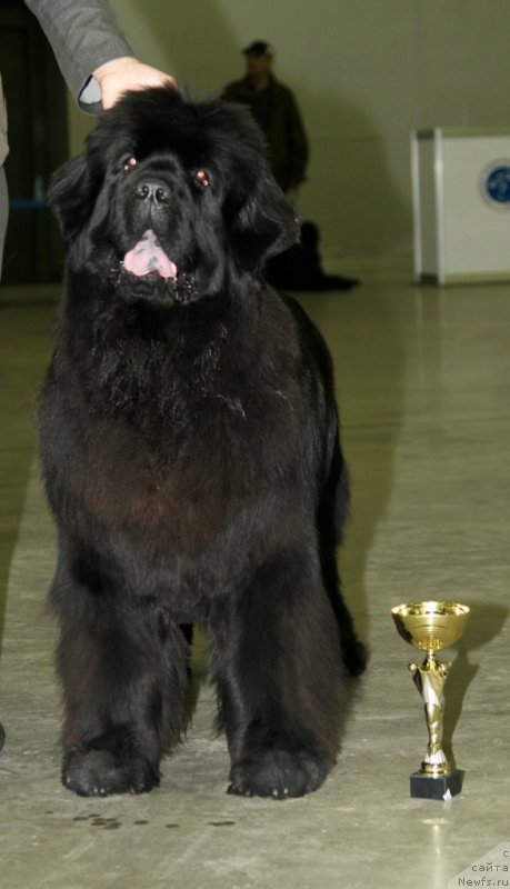 Фото: ньюфаундленд S'Nezhnaya Vjuga Amorone Sartori (С'Нежная Вьюга Амороне Сартори)