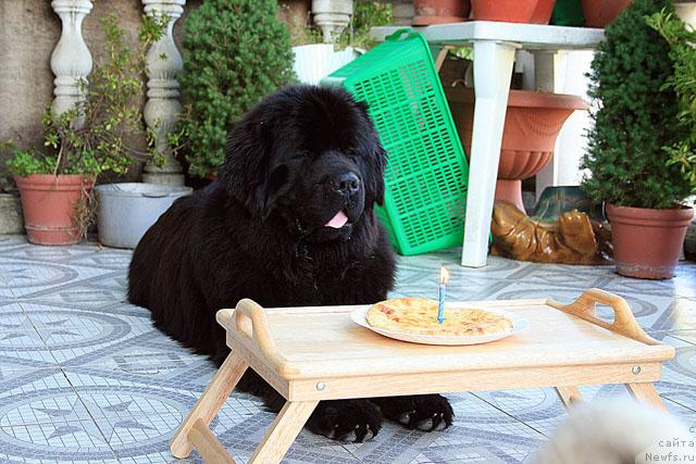Фото: ньюфаундленд Potap Fidel' (Потап Фидель)