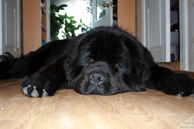 Фото: ньюфаундленд Potap Fidel' (Потап Фидель)