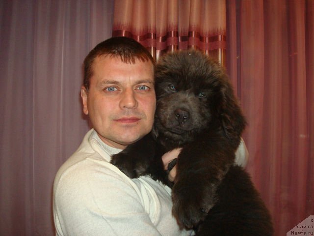 Фото: СЫН, ньюфаундленд CHernyiy SHarm Amber Best Dog FO Marleon (Черный Шарм Амбер Бест Дог ФО Марлеон), ньюфаундленд Akvamarinovaya Krasotka dlya Marleon (Аквамариновая Красотка для Марлеон)