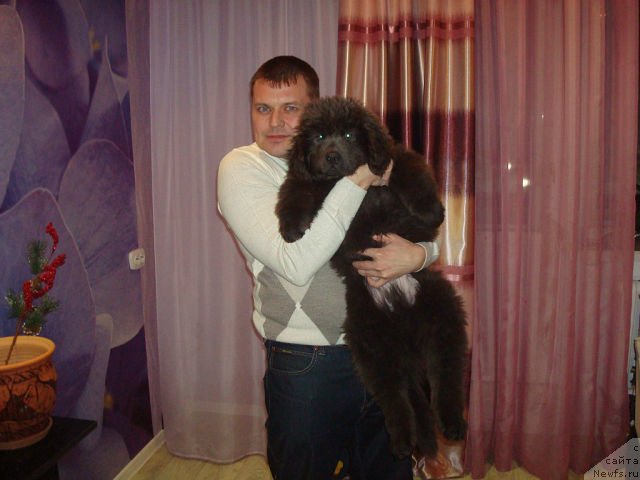 Фото: сын, ньюфаундленд CHernyiy SHarm Amber Best Dog FO Marleon (Черный Шарм Амбер Бест Дог ФО Марлеон), ньюфаундленд Akvamarinovaya Krasotka dlya Marleon (Аквамариновая Красотка для Марлеон)