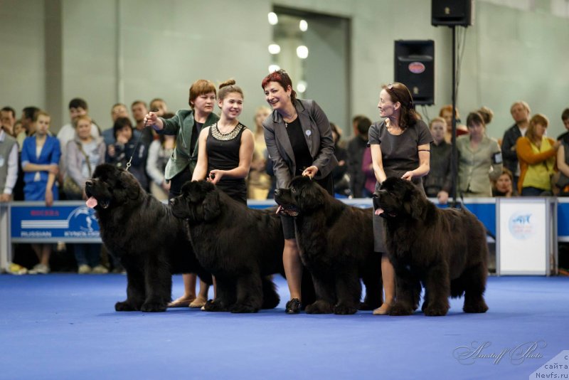 Фото: ньюфаундленд Aquatoriya Kelvin Ultimatum (Акватория Келвин Ультиматум), ньюфаундленд Aquatoriya Kelvin From Siberia at Cayuga (Акватория Келвин Фром Сибириа эт Каюга), ньюфаундленд Aquatoriya Kelvin Zvezdnaya Koroleva (Акватория Келвин Звездная Королева), ньюфаундленд Aquatoriya Kelvin Fifa (Акватория Келвин Фифа), Tat'yana Abutova (Татьяна Абутова), Elena Medvedeva (Елена Медведева), Ol'ga Koroleva (Ольга Королева)