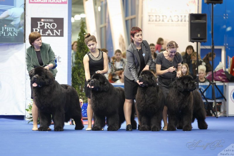 Фото: ньюфаундленд Aquatoriya Kelvin Ultimatum (Акватория Келвин Ультиматум), ньюфаундленд Aquatoriya Kelvin From Siberia at Cayuga (Акватория Келвин Фром Сибириа эт Каюга), ньюфаундленд Aquatoriya Kelvin Zvezdnaya Koroleva (Акватория Келвин Звездная Королева), ньюфаундленд Aquatoriya Kelvin Fifa (Акватория Келвин Фифа), Tat'yana Abutova (Татьяна Абутова), Elena Medvedeva (Елена Медведева), Ol'ga Koroleva (Ольга Королева)