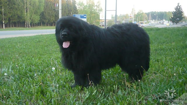 Фото: ньюфаундленд Triada Vest Alesha Popovich (Триада Вест Алеша Попович)