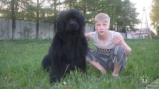 Фото: ньюфаундленд Triada Vest Alesha Popovich (Триада Вест Алеша Попович)