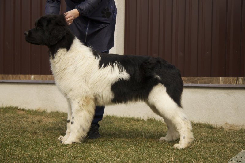 Фото: ньюфаундленд Akvian Song Montana (Аквиан Сонг Монтана)